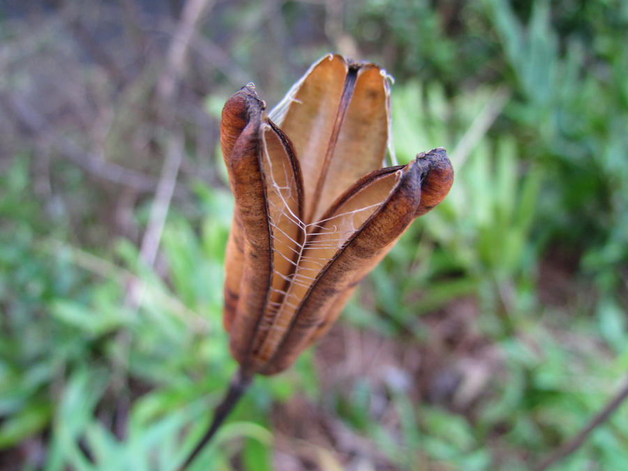 seed pod structure by zephyr16 on DeviantArt