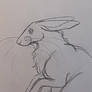 bunny sketch :3