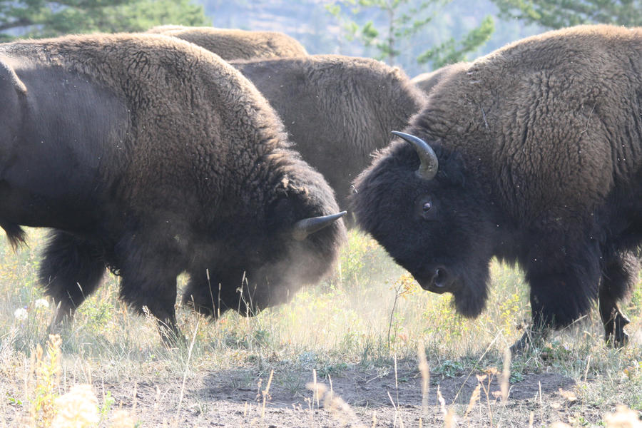 Battling Bison