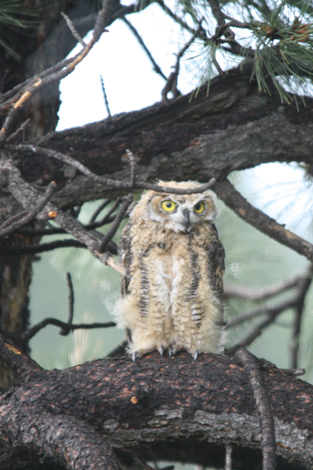 Baby Great Horned Owl