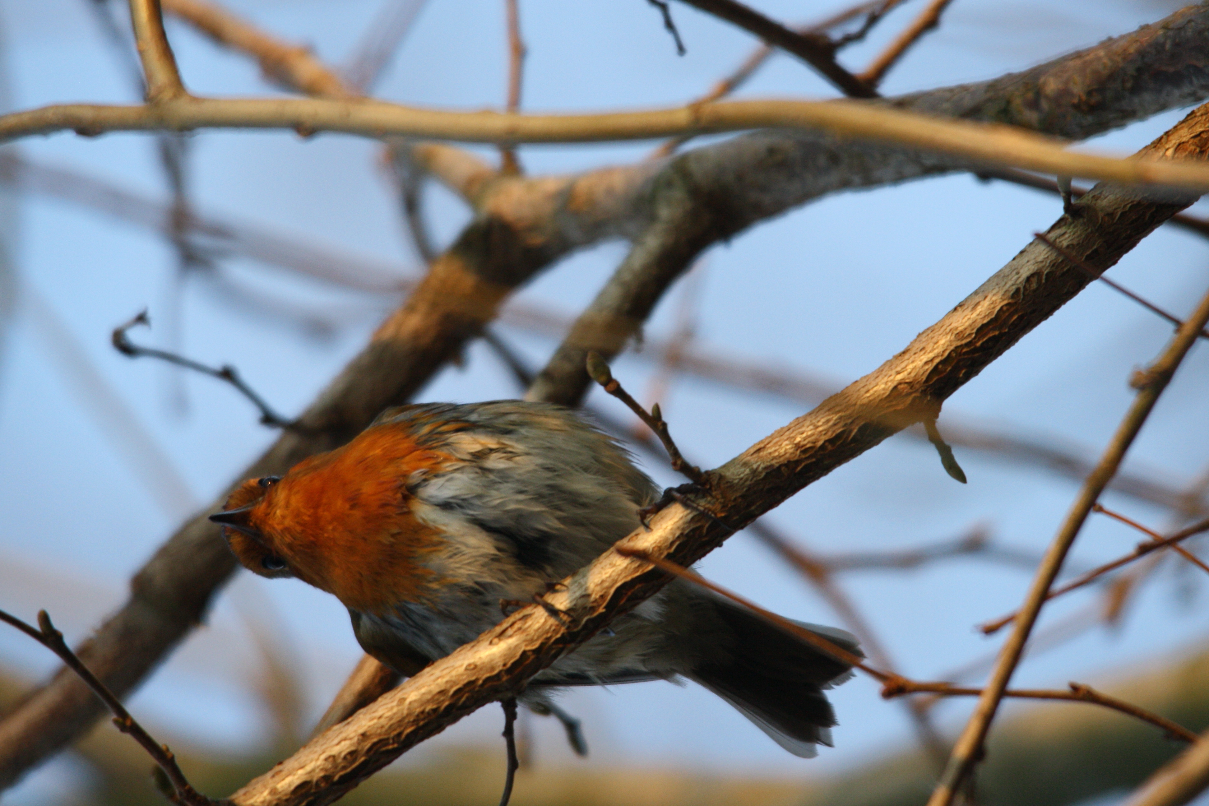 European Red Robin - London Wetland Centre