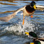 Mallard Ducks Battling for The Right To Mate