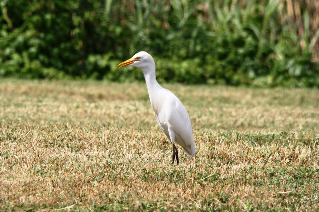 Cattle Egret - Bayou Savage Wildlife Refuge