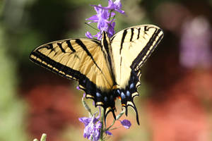 Western Tiger Swallowtail