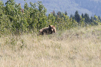 Grizzly Waterton Lakes