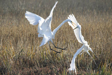 Mortal Combat: Great Egrets 1