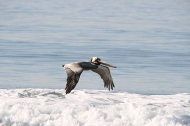 Brown Pelican Riding the Surf