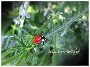 LADYBUG