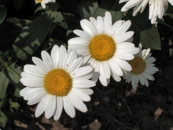 daisys