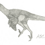 Sparsely-Feathered Velociraptor