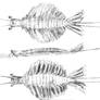 Anomalocaris
