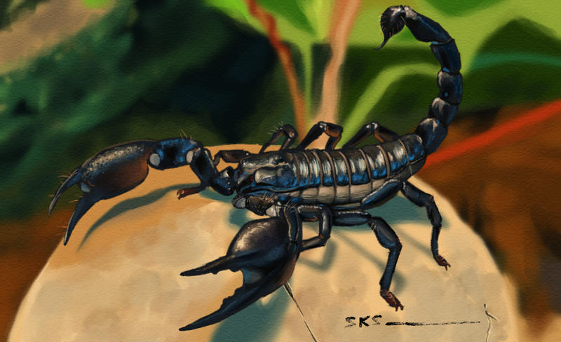 Black Scorpion by SerpentKS on DeviantArt