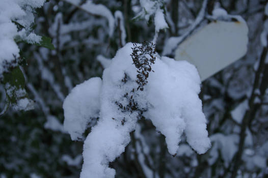 Plant in snow