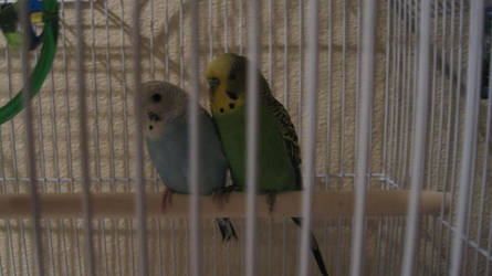 Love Birds