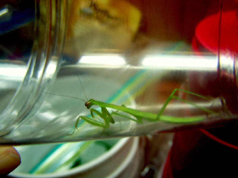 Praying Mantis by Courtneyxpaige on DeviantArt