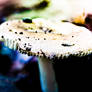 Magic Mushroom