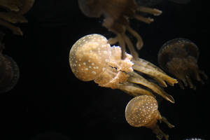 White Spotted Jellyfish