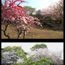 spring of japan3