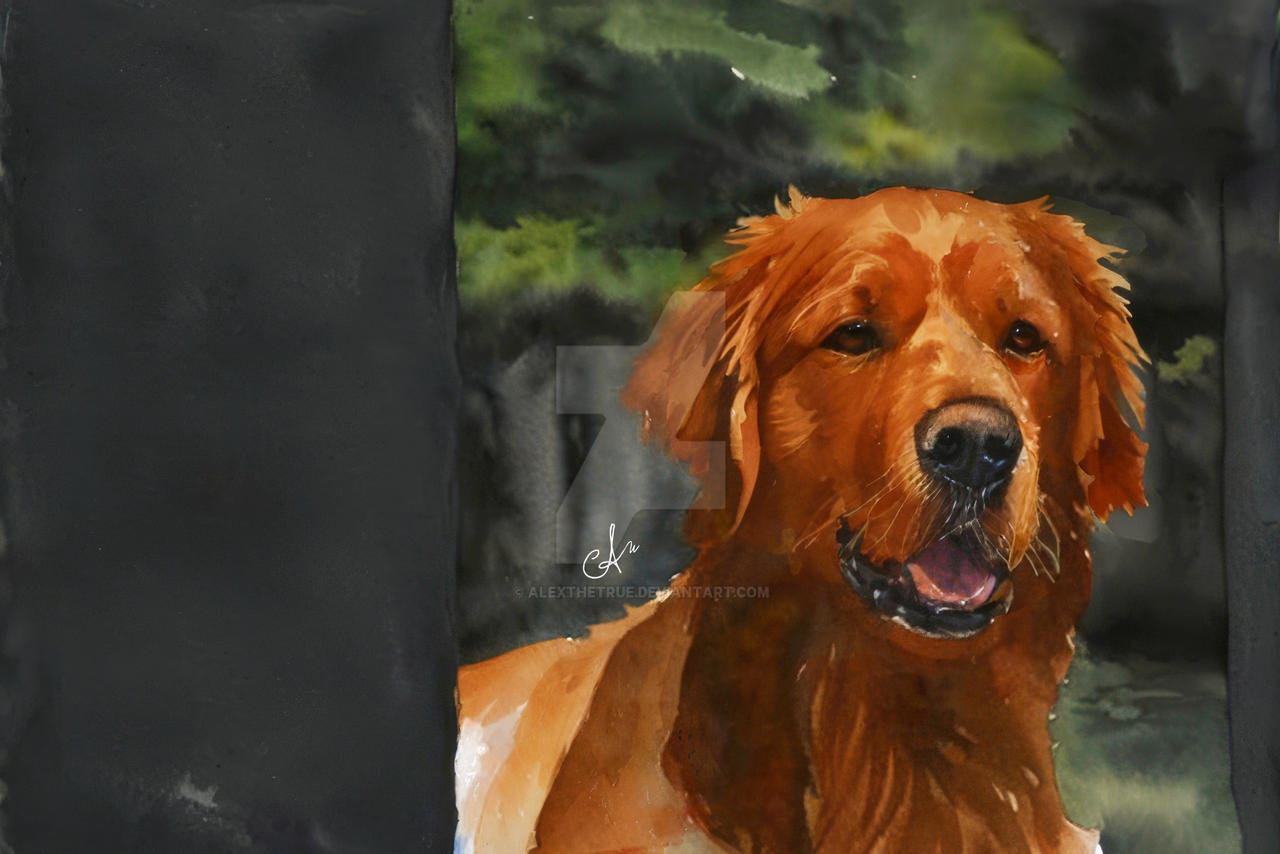Maple Leaf Golden Retriever by alexthetrue on DeviantArt(04)