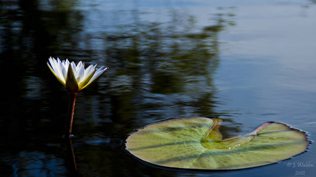 African Water Lilly