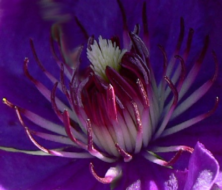 Purple Beauty Closeup