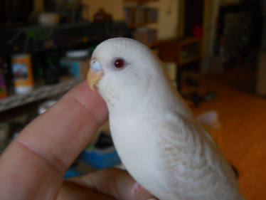 Bullet Budgie Profile