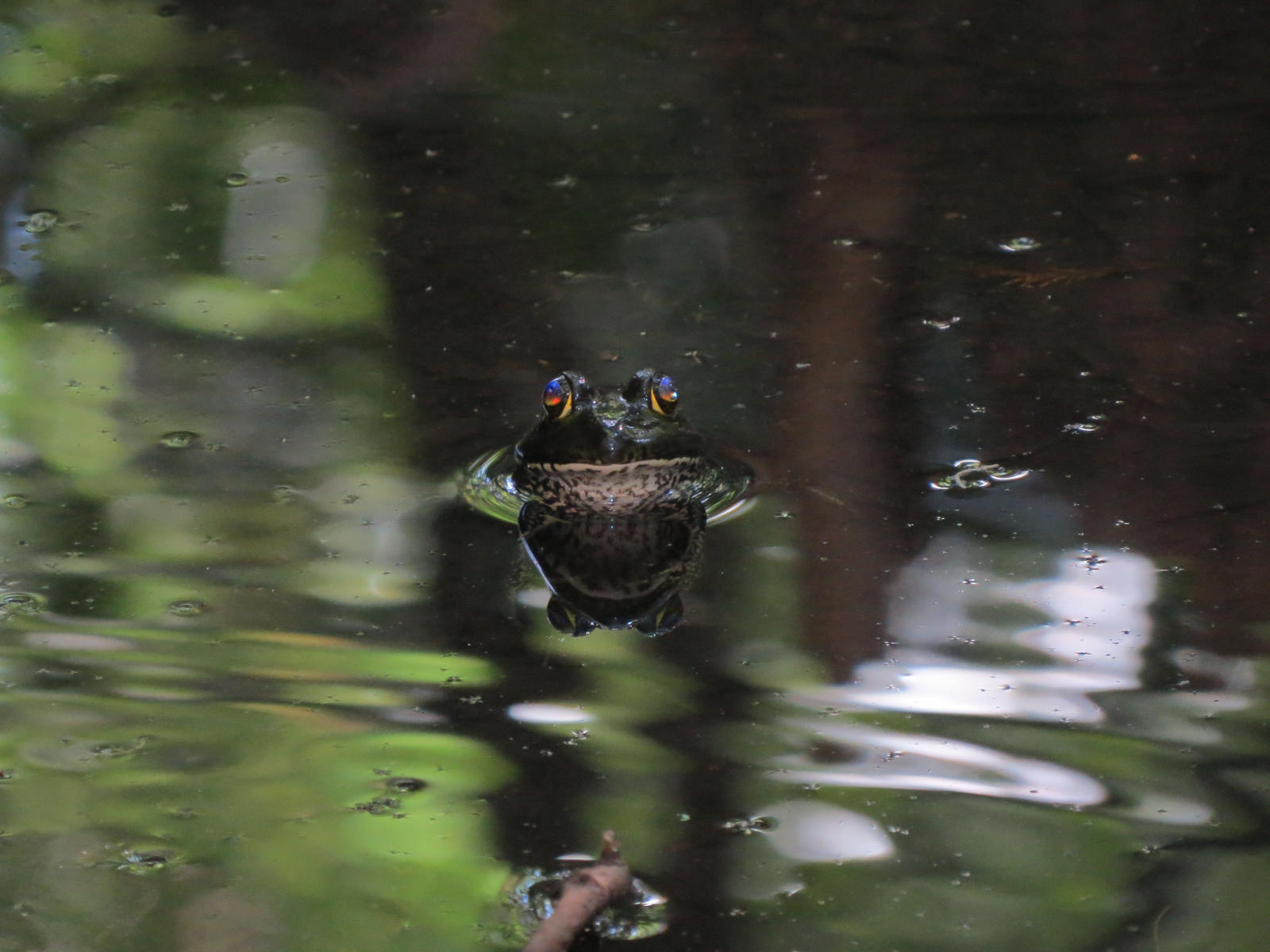 Evil BullFrog by Malidicus on DeviantArt