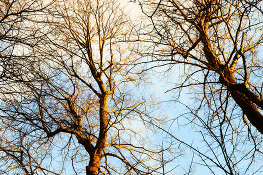 Golden sunlight on trees