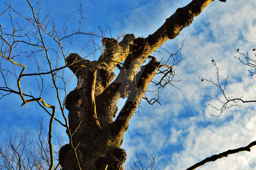 Tree in the sky