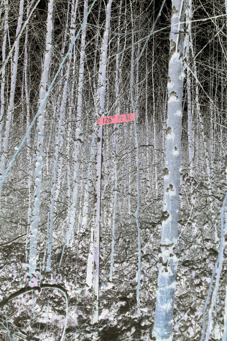 inverted forest sign by onsightph on DeviantArt