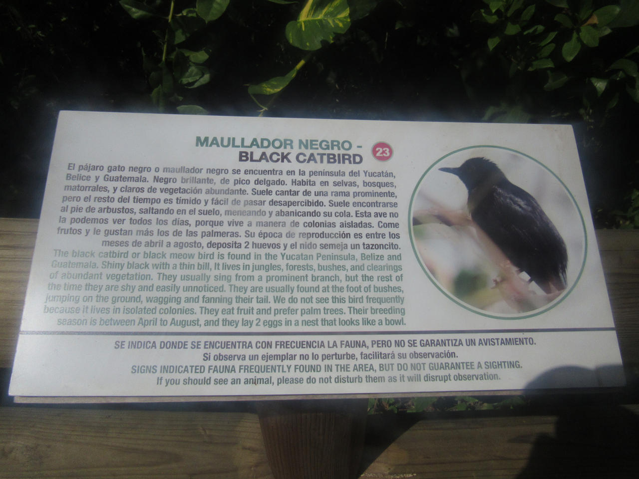 Black Catbird information sign