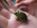 Baby Turtle by geek96boolean10