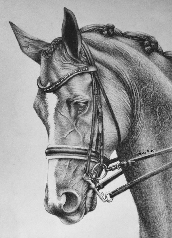 Horse portrait by LWB-Art on DeviantArt