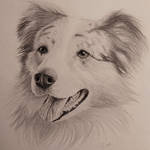 Dog Portrait Drawing - Australian Shepherd