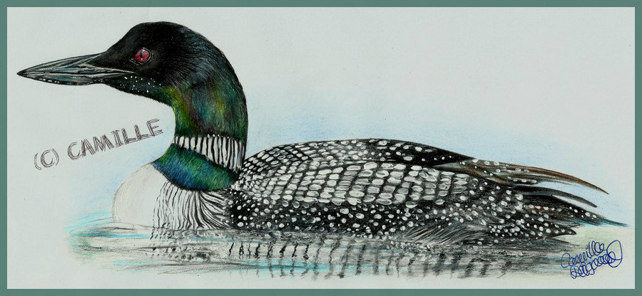 Plongeon Imbrin // great northern loon