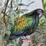 Photography : Nicobar pigeon II