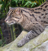 Photography : Fishing Cat