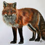 A3 Traditional Fox