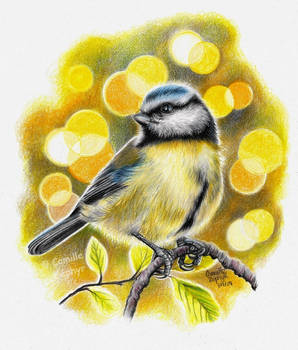 Blue Tit