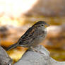 Photography : Petit Moineau