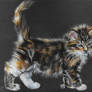 First Caran d'Ache Pastel test kitten