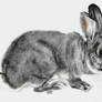 Russian Silver rabbit