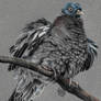 Luminance Pigeon