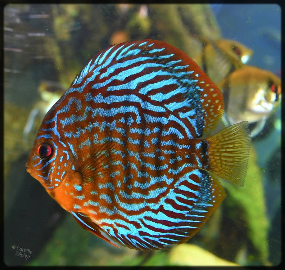 Anoymouse Fish Photography : Colorful Fish by FrenchTechnoKitten on DeviantArt