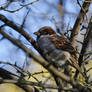 Photography : Sparrow