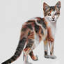 Little Calico Cat