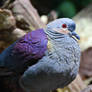 Photography : Colorful Pigeon Closeup