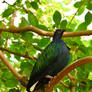 Photography : Nicobar Pigeon