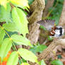 Photography : Beautiful Male Sparrow