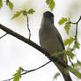 Photography : Grey Bird